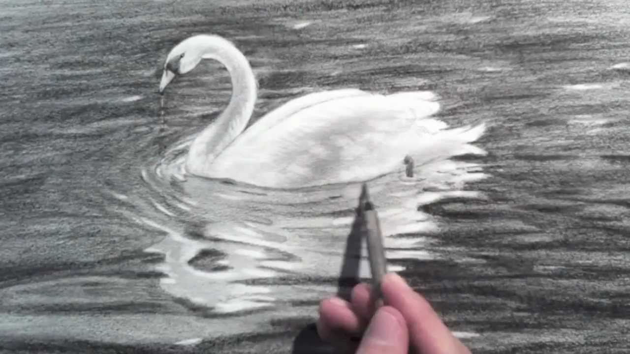 1280x720 Drawing A Swan - Swan Drawing Sketch
