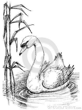 337x450 Sketch Drawing Of Swan Lake Stock Illustration - Swan Lake Sketch