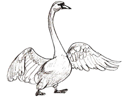 400x325 How To Draw A Swan - Swan Sketch