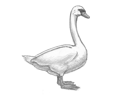 550x425 How To Draw A Swan - Swan Sketch