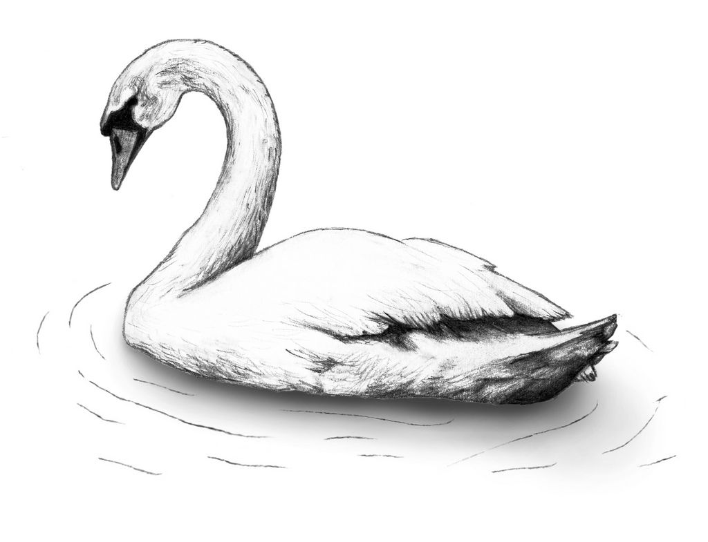 1024x785 Image Result For Swan Drawing Sketch Swan Drawing - Swan Sketch
