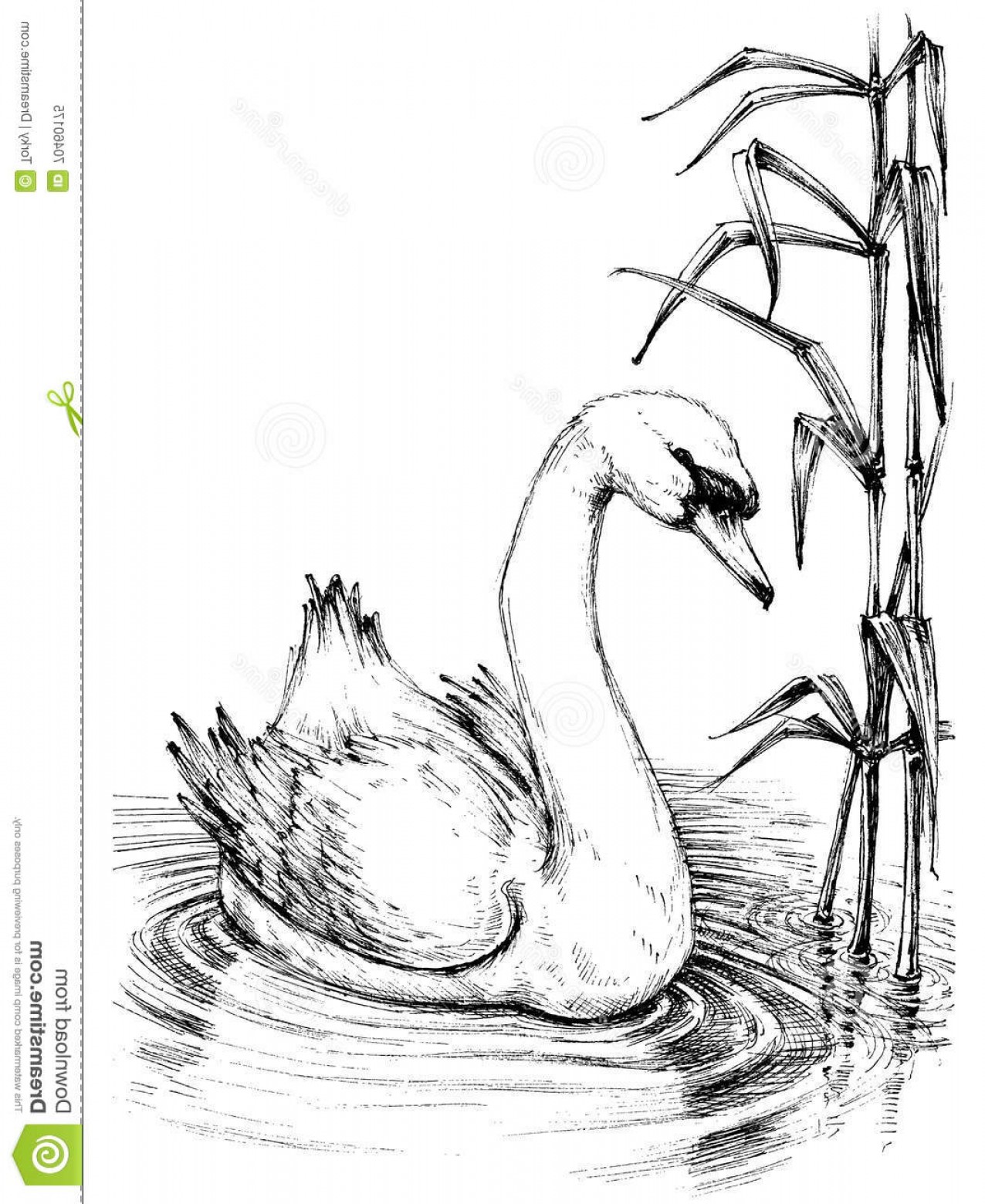 Swan Sketch at PaintingValley.com | Explore collection of Swan Sketch