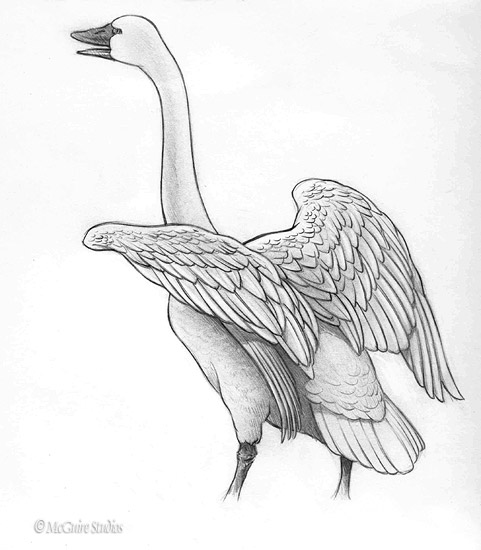 481x550 Swan Detail Sketch - Swan Sketch