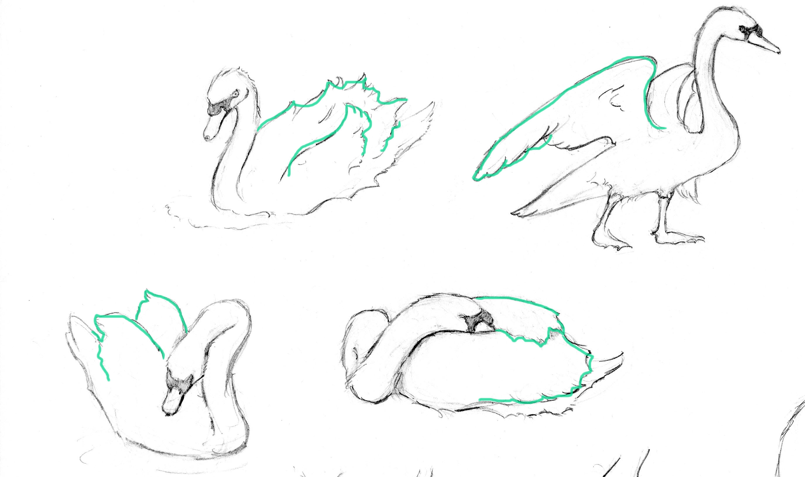 2751x1632 Swan Drawing Sketch How To Draw A Swan Step By Step Tutorial - Swan Sketch