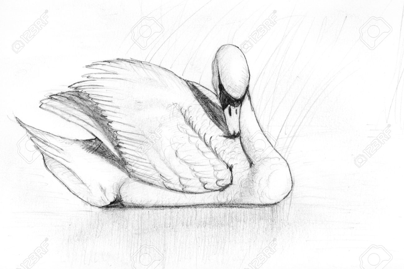 1300x866 Swan Drawing Sketch Pencil Drawing Of A Swan In A Pond Stock Photo - Swan Sketch