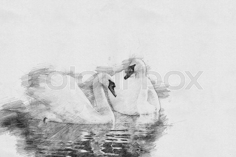 800x533 Swan. Black And White Sketch With Pencil Stock Photo Colourbox - Swan Sketch
