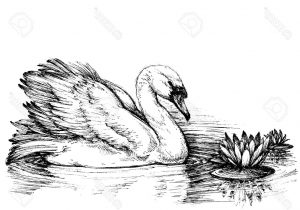 300x210 Drawing Of Ducks And Lotus Swan Sketch Royalty Free Cliparts - Swan Sketch