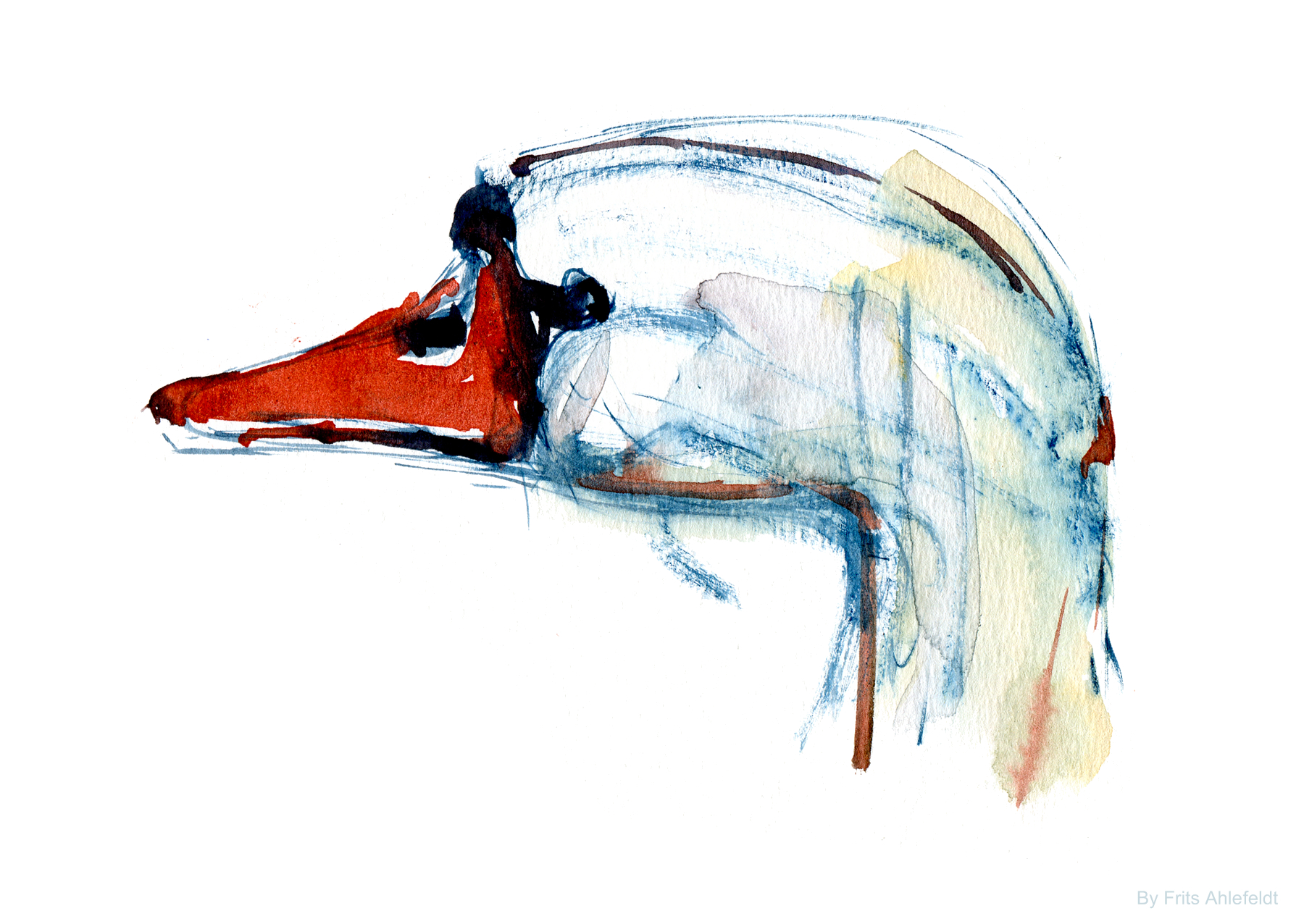 1800x1276 Drawn Swan Watercolour - Swan Sketch