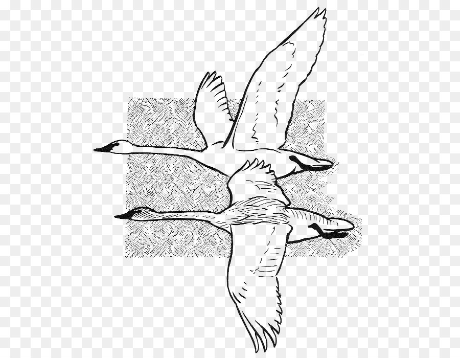 900x700 Beak Cygnini Anatidae Sketch - Swan Sketch Images