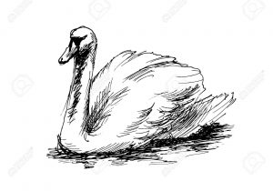 300x210 Swan Drawing Sketch How To Draw A Swan Step By Step Tutorial - Swan Sketch Images