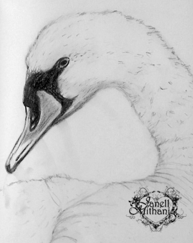 397x500 Swan Sketch Janell Mithani - Swan Sketch Images