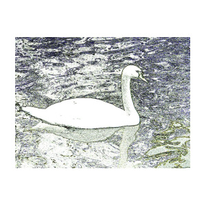 300x300 Swan Sketch Photograph By Manuela Constantin - Swan Sketch Images
