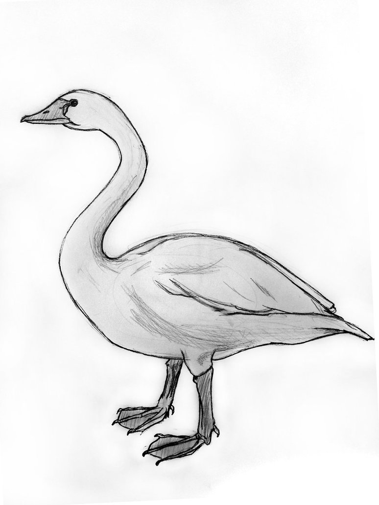 774x1032 Swan Sketch By Krimsonangel - Swan Sketch Images