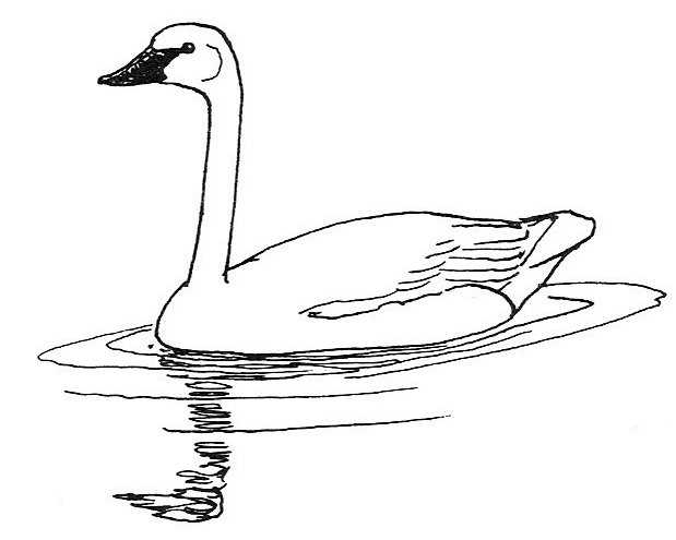 619x495 Swan Drawing - Swan Sketch Images