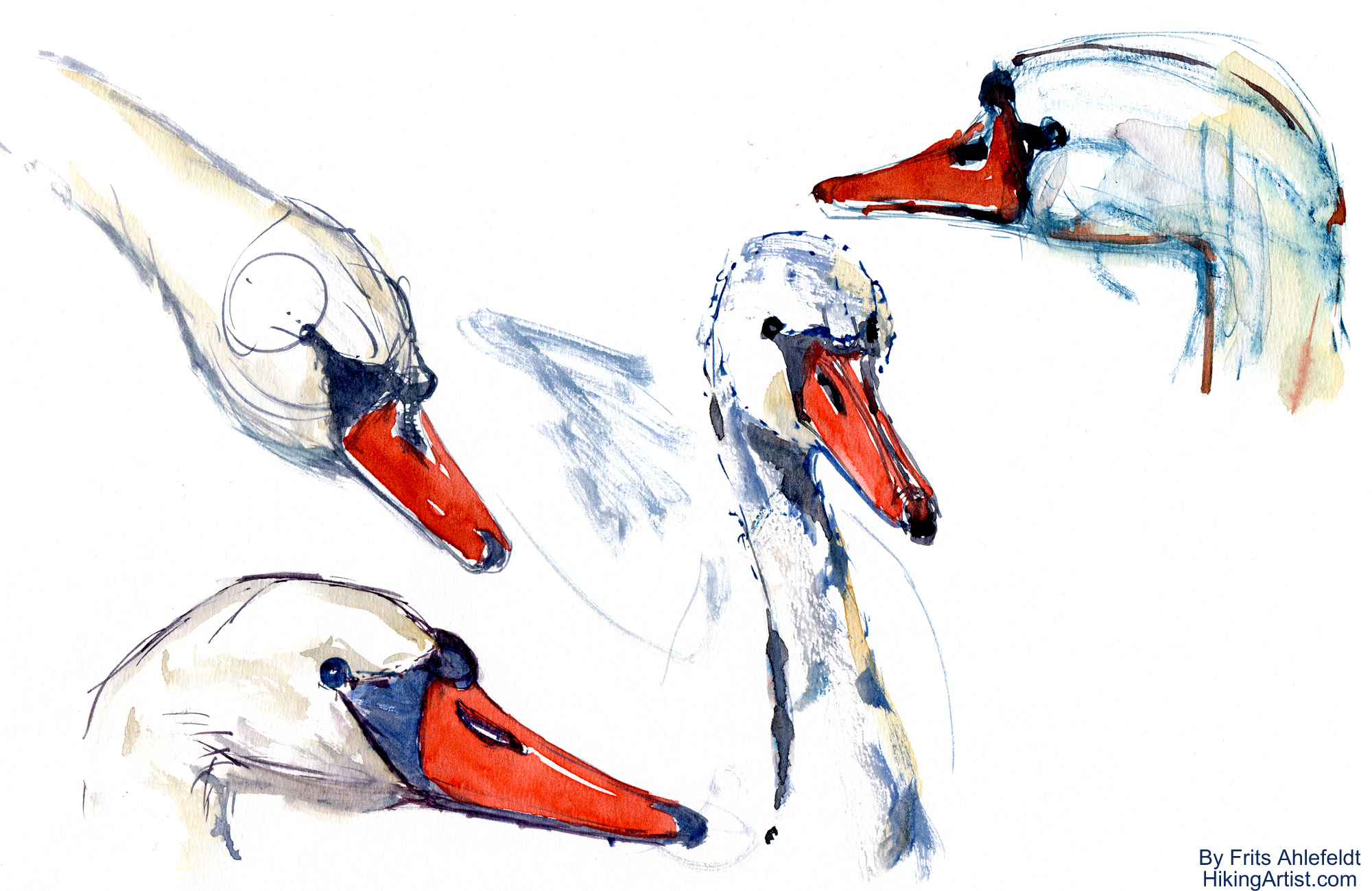 2000x1298 Swan Watercolor Sketches The Hiking Artist Project By Frits - Swan Sketch Images
