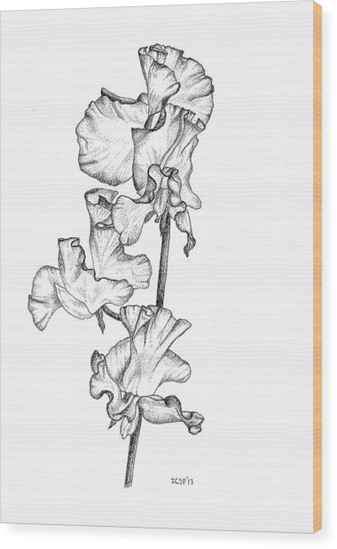 380x618 Sweet Pea - Sweet Pea Sketch