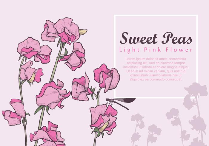 700x490 Sweet Pea Flowers Set - Sweet Pea Sketch