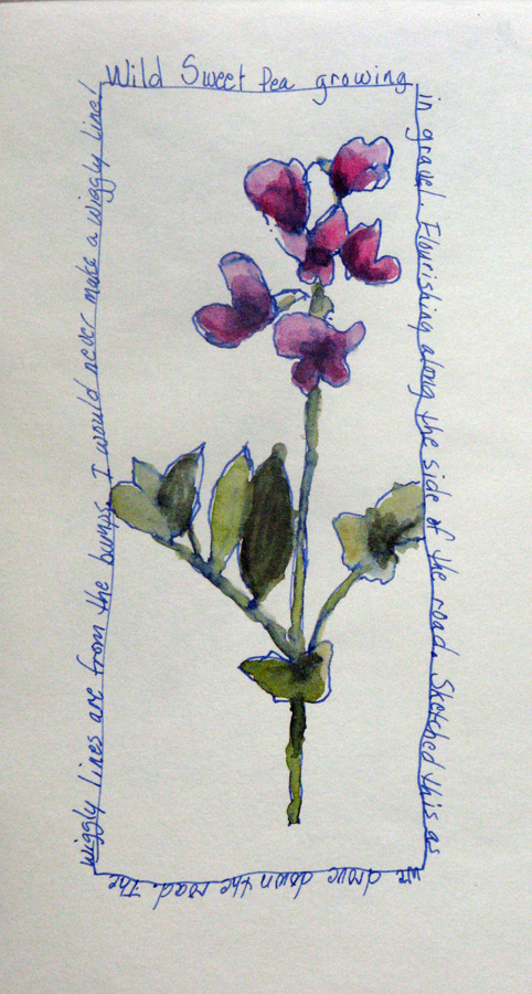 482x900 Sweet Pea Sketch Creating In Alaska - Sweet Pea Sketch