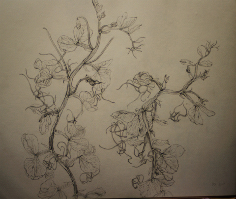 480x405 Sweet Pea Pencil Sketch , Chisako - Sweet Pea Sketch