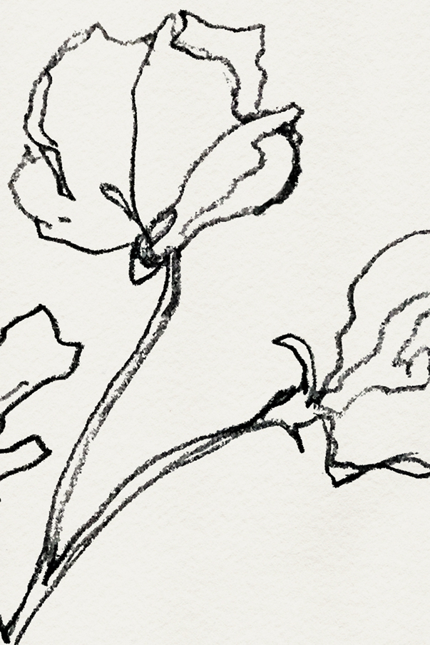 603x904 Sweet Pea Contour Drawing Digitized With Lettering Rx Via Besotted - Sweet Pea Sketch