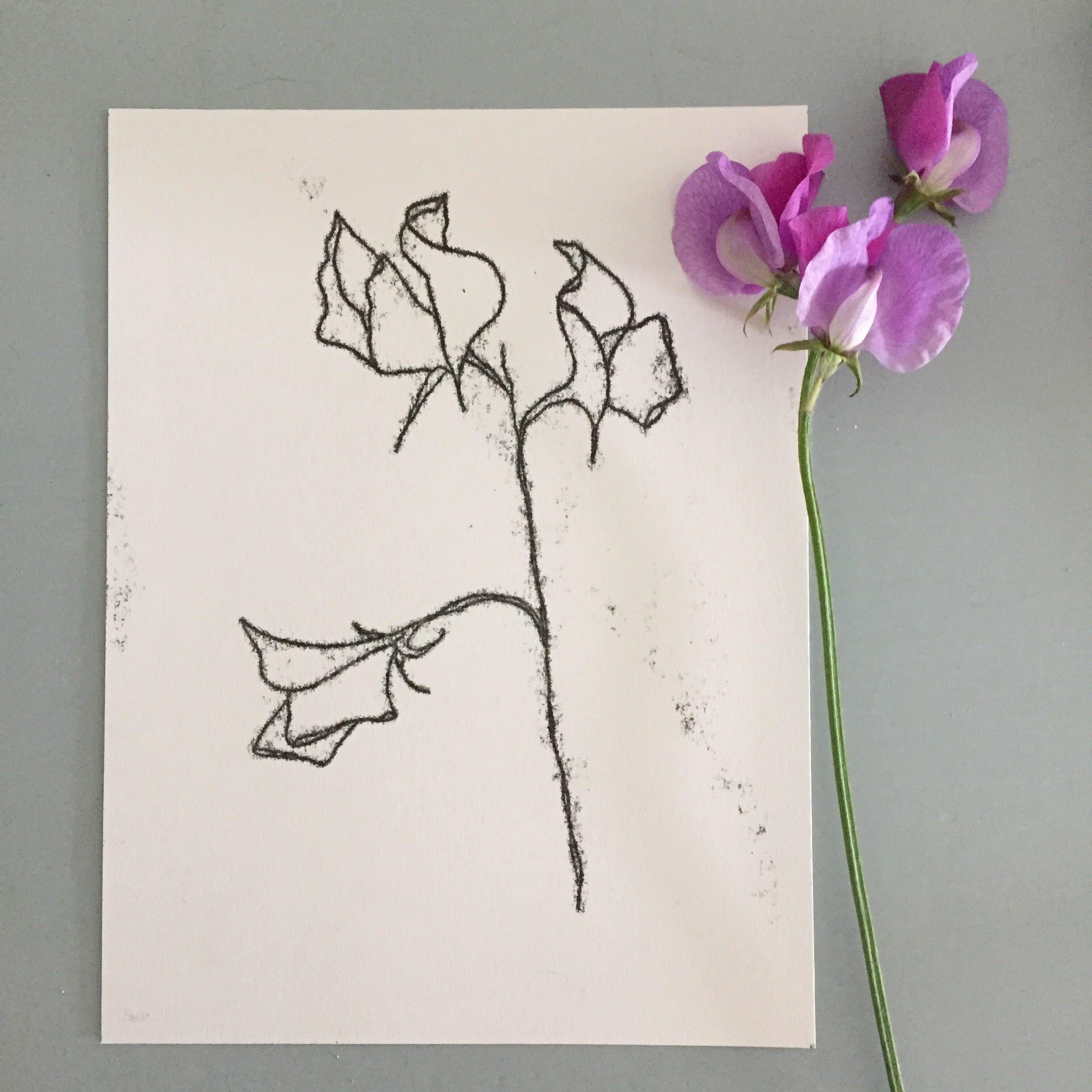2448x2448 Sweet Pea Original Mimimal Line Drawing Collectable Hand Drawn Etsy - Sweet Pea Sketch