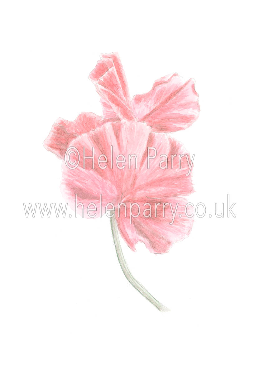 831x1200 Sweetpea Sketch - Sweet Pea Sketch