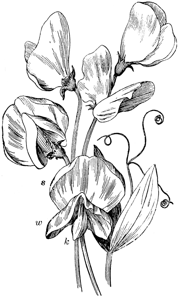 615x1024 Lathyrus, Sweet Peas Art Of The Bodies Sweet - Sweet Pea Sketch
