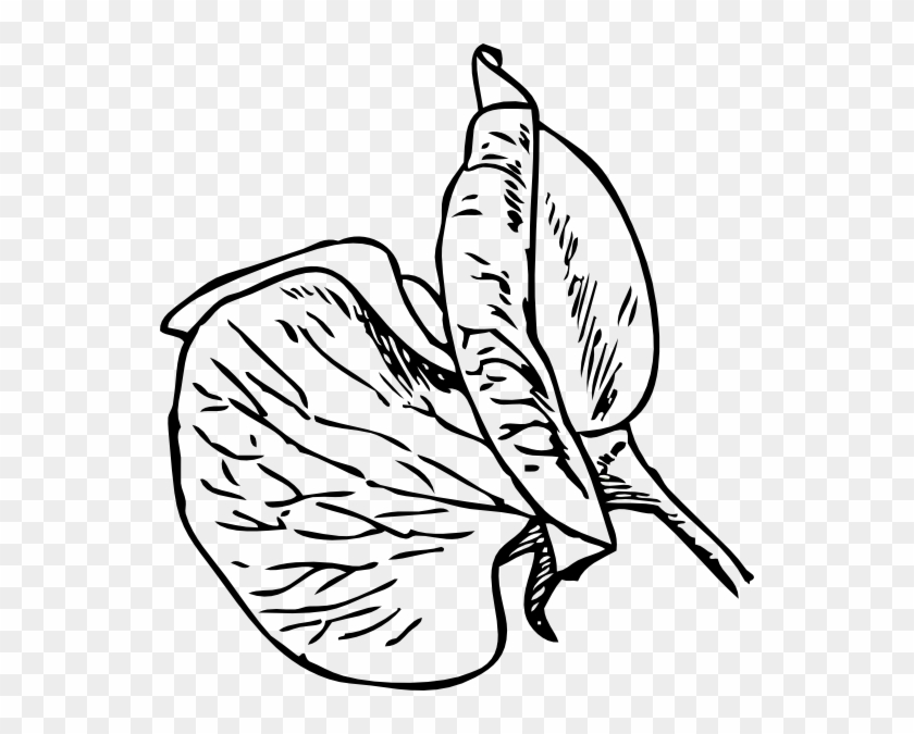 840x675 Sweet Pea Flower Sketch - Sweet Sketch