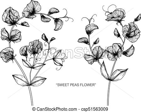 450x357 Sweet Pea Flower. Drawing And Sketch With Black And White Line Art. - Sweet Sketch