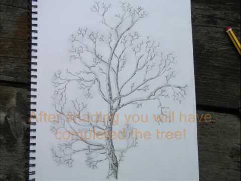 480x360 How To Sketch A Tree - Sycamore Tree Sketch