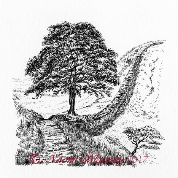 600x600 Naomi Blayney Fine Artist Sycamore Gap From The West - Sycamore Tree Sketch