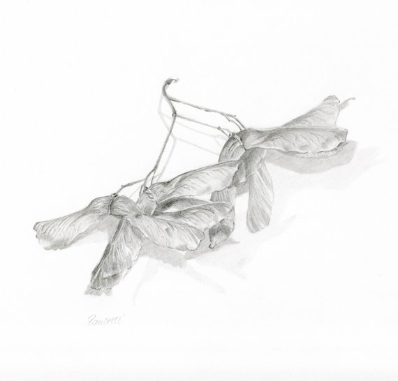 570x546 Original Tree Art Sycamore Seeds Original Pencil Drawing Etsy - Sycamore Tree Sketch