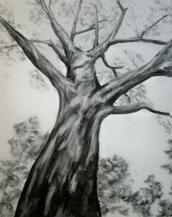 Sycamore Tree Sketch at PaintingValley.com | Explore collection of ...