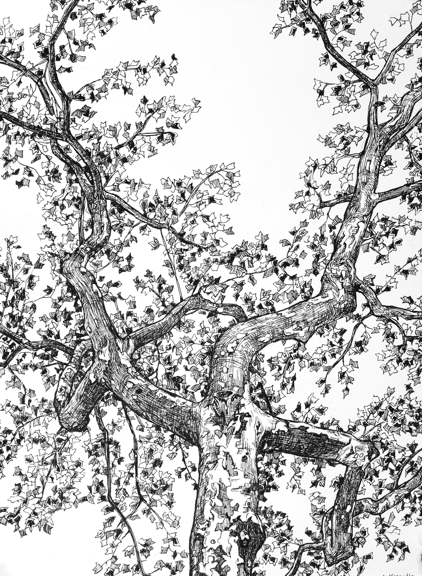 Sycamore Tree Sketch at Explore collection of