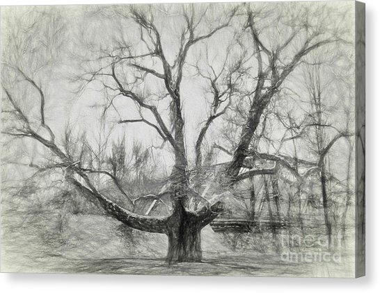 546x422 Sycamore Tree Canvas Prints - Sycamore Tree Sketch