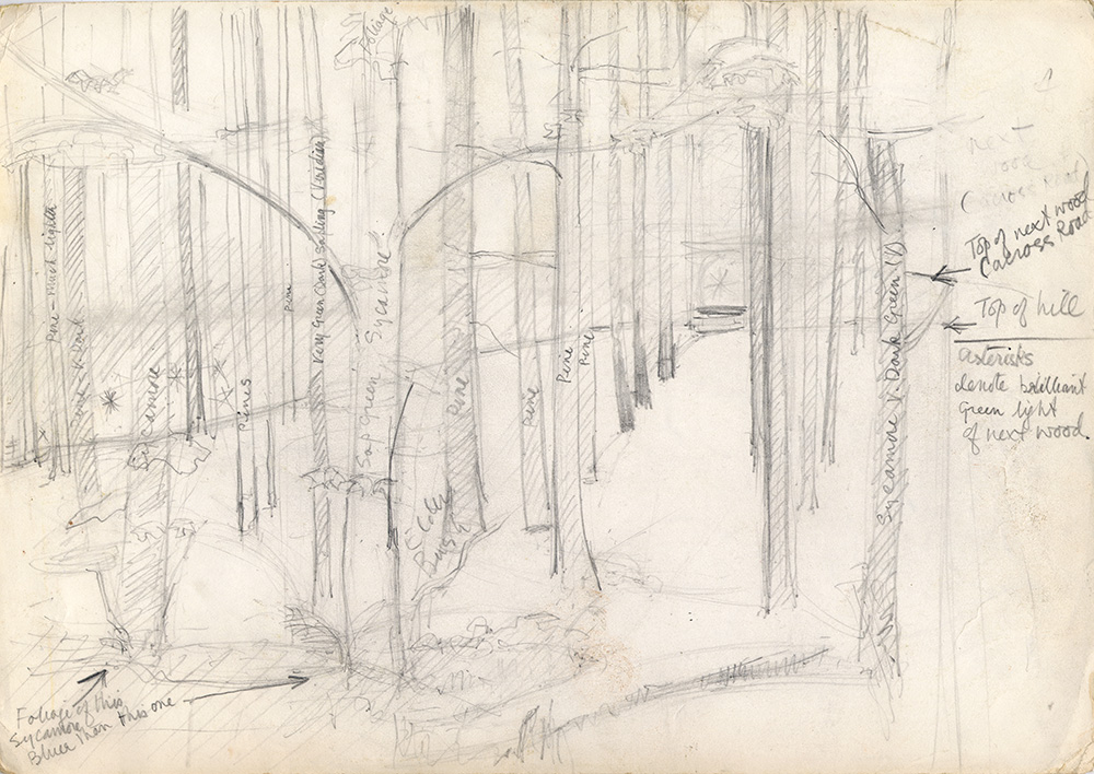 1000x708 Sycamore And Pine Woods - Sycamore Tree Sketch