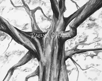 340x270 Sycamore Drawing Etsy - Sycamore Tree Sketch