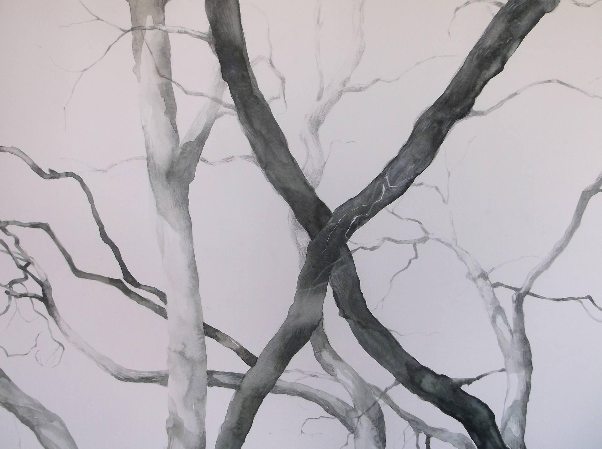 1920x1433 Sycamore Trees Drawing By Dunja Jung Saatchi Art - Sycamore Tree Sketch