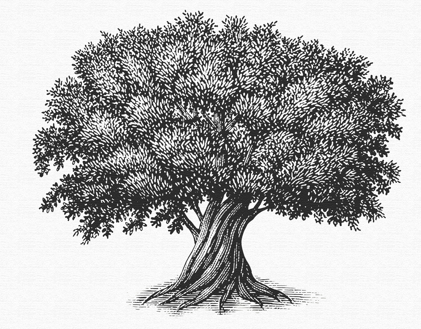 Sycamore Tree Sketch at Explore collection of