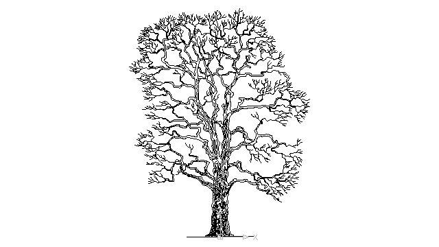 640x360 Autocad Drawing Old Tree Without Leaves Trunk Branches Leafless Dwg - Sycamore Tree Sketch
