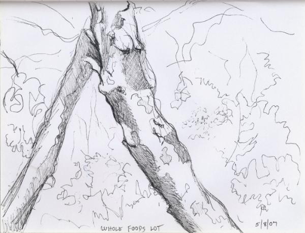 600x458 Sketches Sycamore Tree Whole Foods Lot 2009 Large - Sycamore Tree Sketch