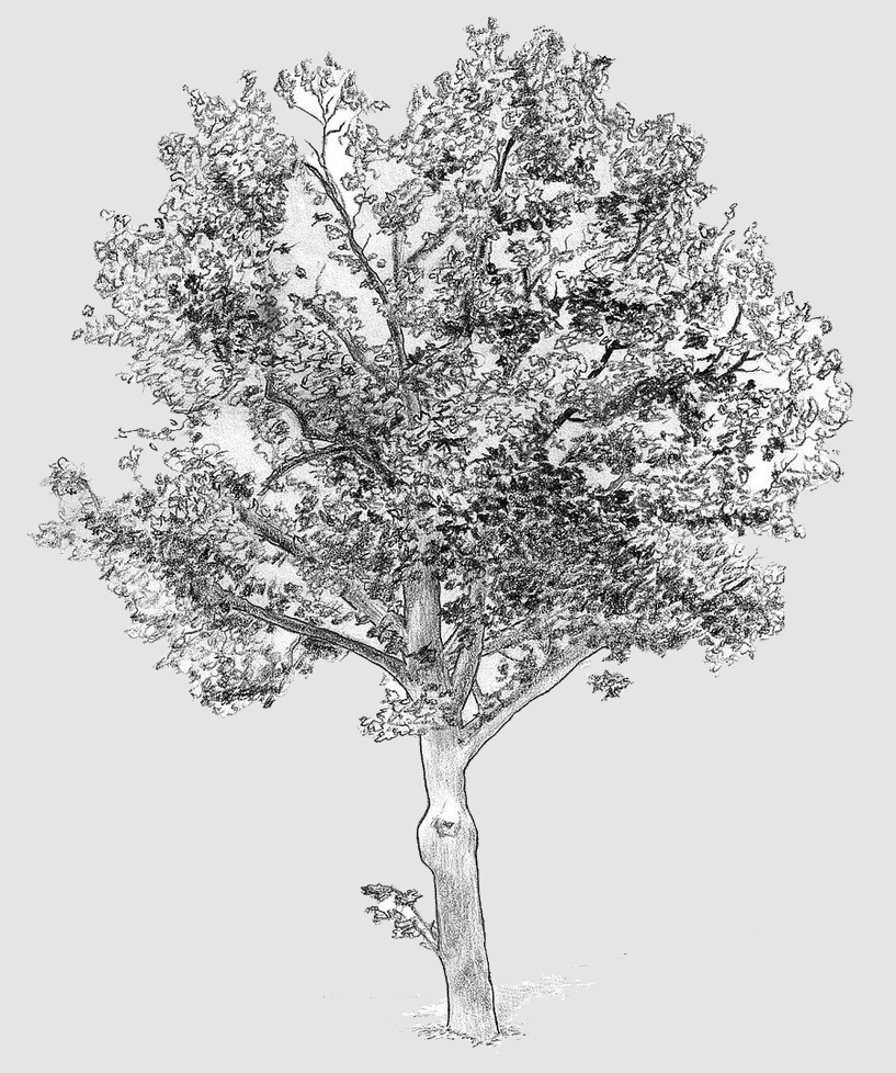 Sycamore Tree Sketch at PaintingValley.com | Explore collection of ...