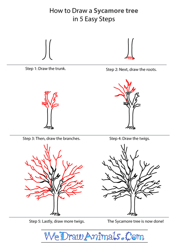 600x838 How To Draw A Sycamore Tree - Sycamore Tree Sketch