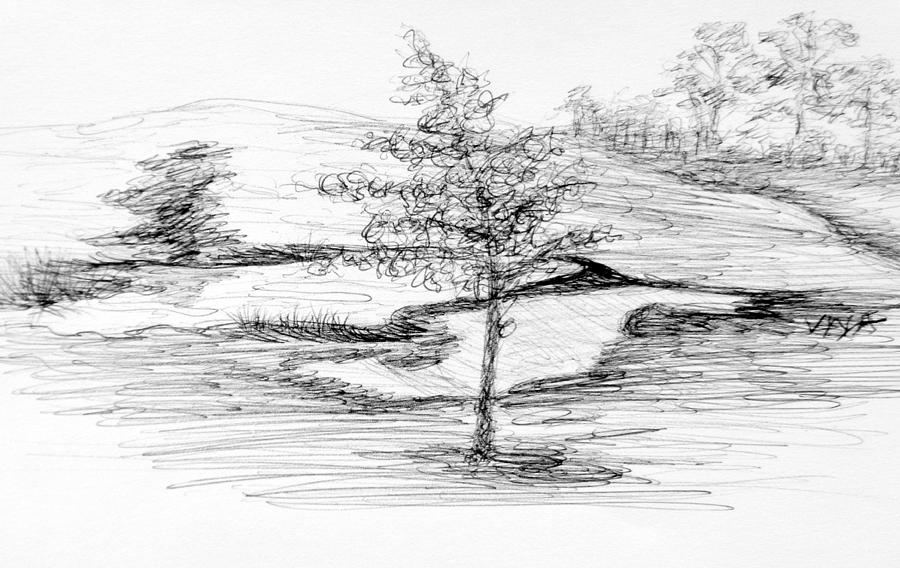 900x568 A Tree Grows In Sydney Sketch Drawing By Viva Anderson - Sydney Sketch