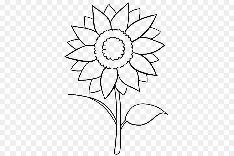 900x600 Drawing Common Sunflower Sketch - Symmetry Sketch