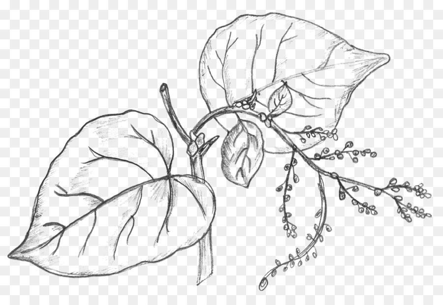 900x620 Drawing Plant Sketch - Symmetry Sketch