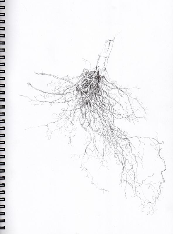 591x800 Sunflower Venous System Sketch Artists In Progress - System Sketch