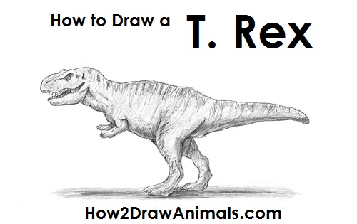 500x315 How To Draw A Tyrannosaurus Rex (T. Rex) - T Rex Dinosaur Sketch
