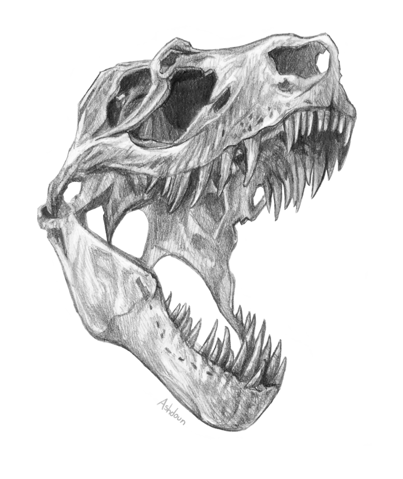820x975 T Rex Skull By E Pona - T Rex Head Sketch