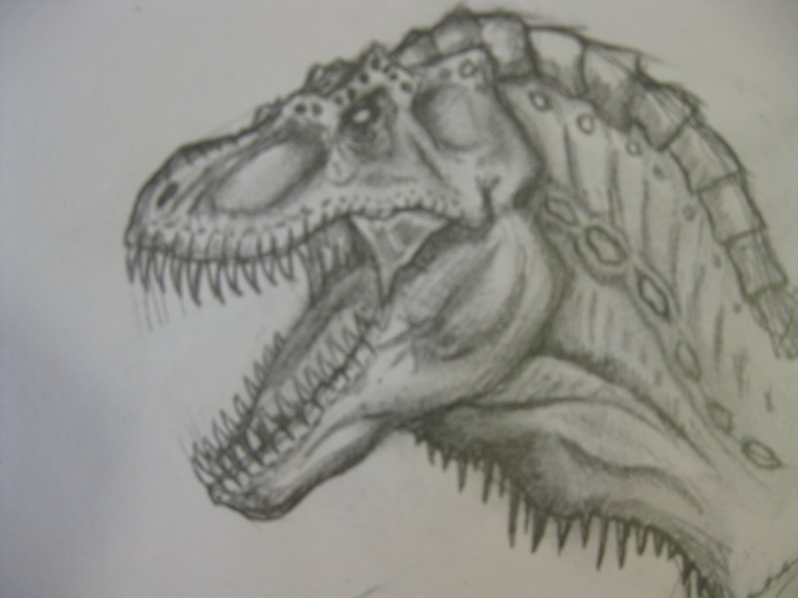 900x675 Tyrannosaurus Rex Head Drawing Images Free Download - T Rex Head Sketch